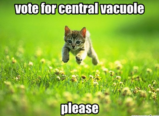 therealVacoule's tweet photo. Vote vacuole! #organellesFTW #votevacuole https://t.co/7HZZrdR3tJ