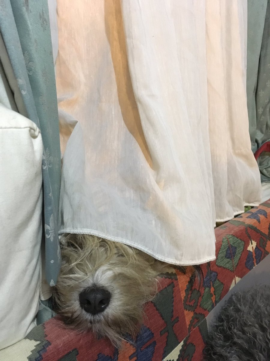 ShepherdsPieDog's tweet photo. Where's Aubrey? Here I am! ππ #WindowSeat #LookoutLibrary #LoveLondon https://t.co/W35gcoDu3w