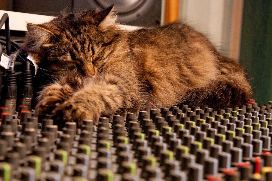 usonica's tweet image. Las ventajas de la musicoterapia para las mascotas - usonica.com/otros/curiosid…