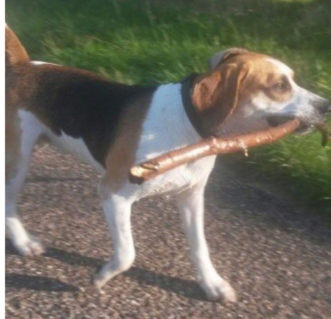LOST - CHARLIE (DY4)
Tri male #beagle (chipped tagged) lost 8/10 #Sheepwash nature reserve #Tipton #WestMids
Pls RT facebook.com/TeamBeagleLost…