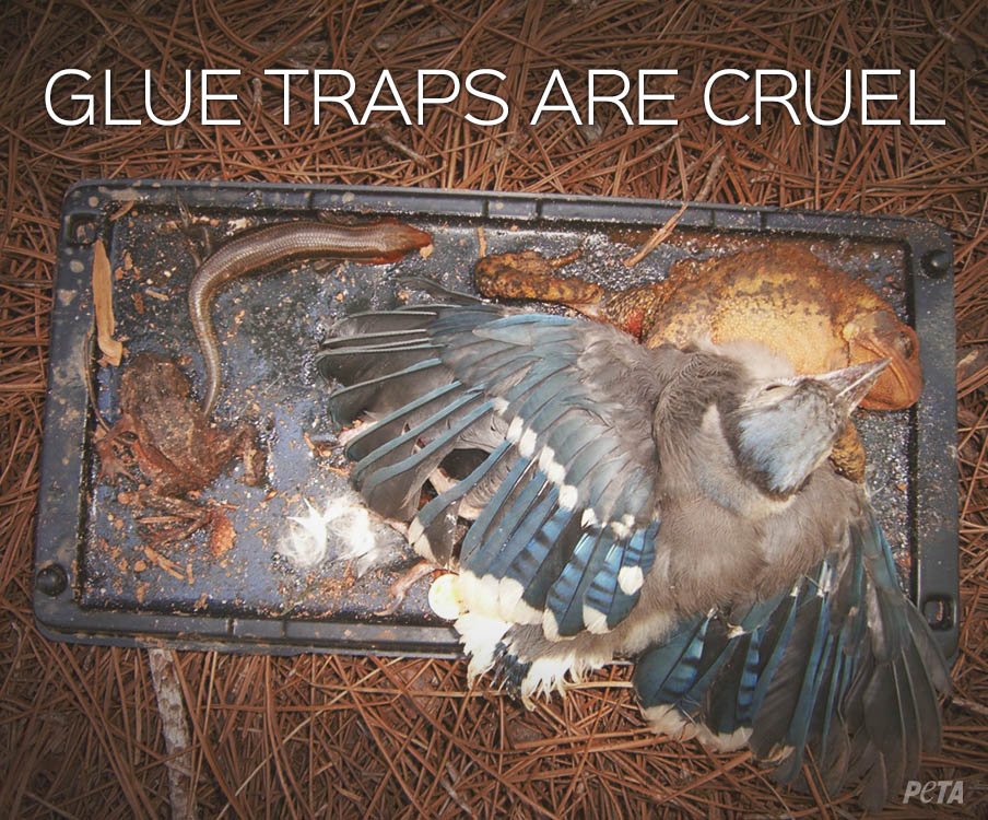 peta's tweet photo. Glue traps can slowly suffocate any animal who comes into contact with them 😢 How You Can Help: https://t.co/aMZw8TzEHy https://t.co/zC9dACeXon