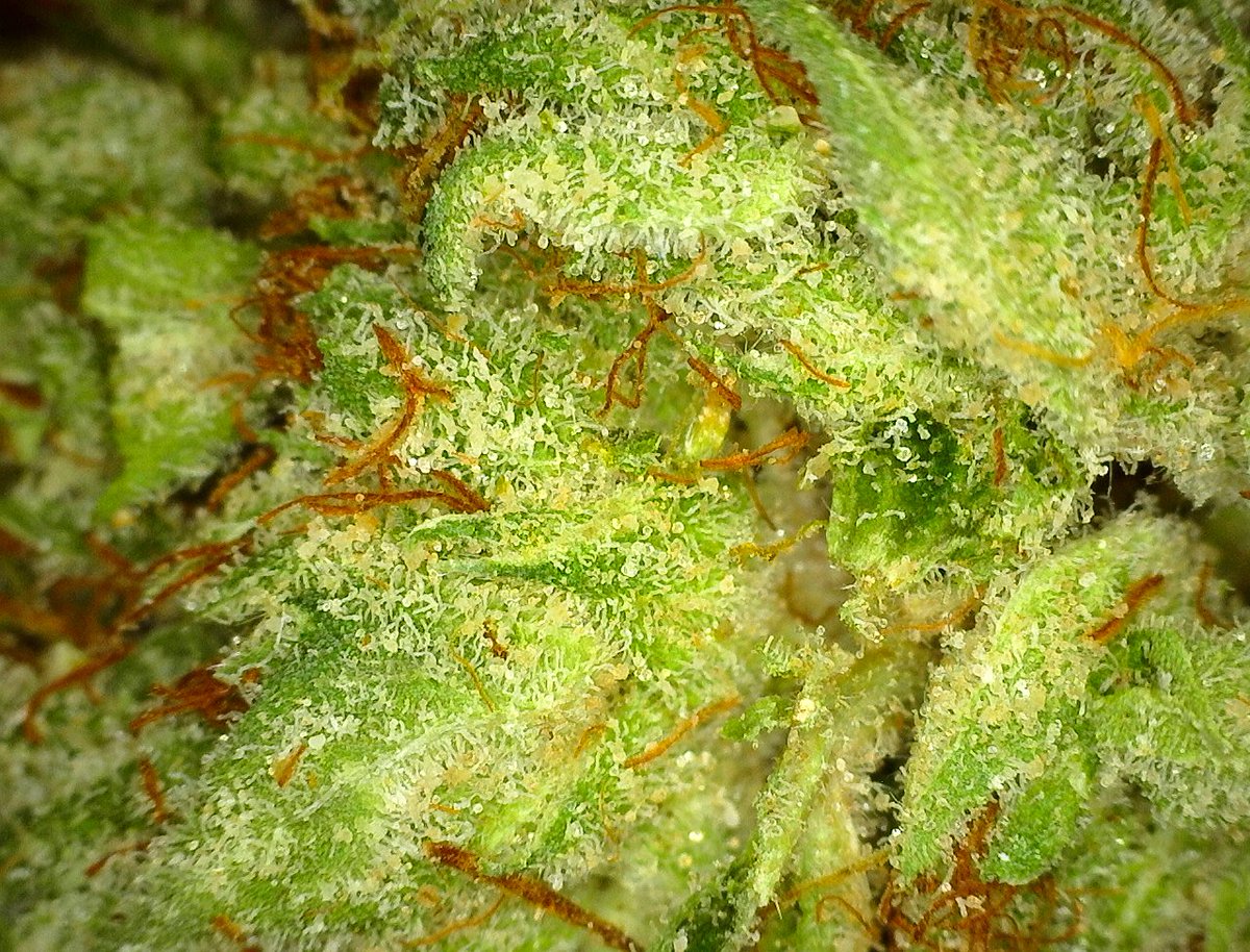 Elemental2009's tweet photo. Happy #Truesday, #elementalfamily! 10% off #TrueOG medicine 'til close tonight. Capsules, #oils, and our award-winning flower! 🏆 https://t.co/gQx80oMUit