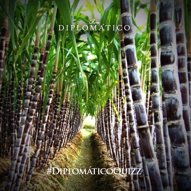 Parte del secreto #Diplomático es la melaza y mieles de la caña de azúcar que usamos que le otorgan un sabor único al #RonDiplomático.
