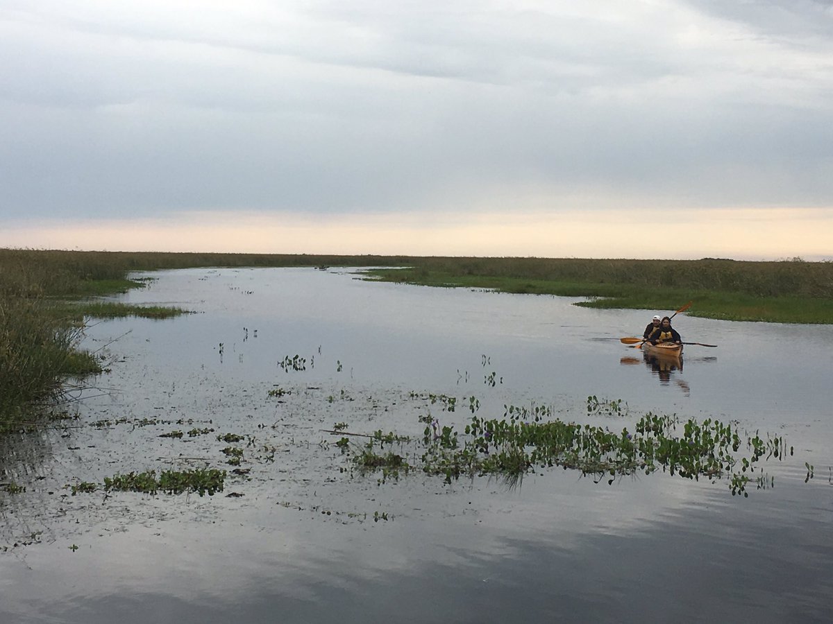 jorgespilere's tweet photo. Los senderos del ibera, belleza única ubicada en mi provincia Corrientes. No hay que ir lejos para conocer unas de las maravillas del mundo! https://t.co/jDQ14mJNqW
