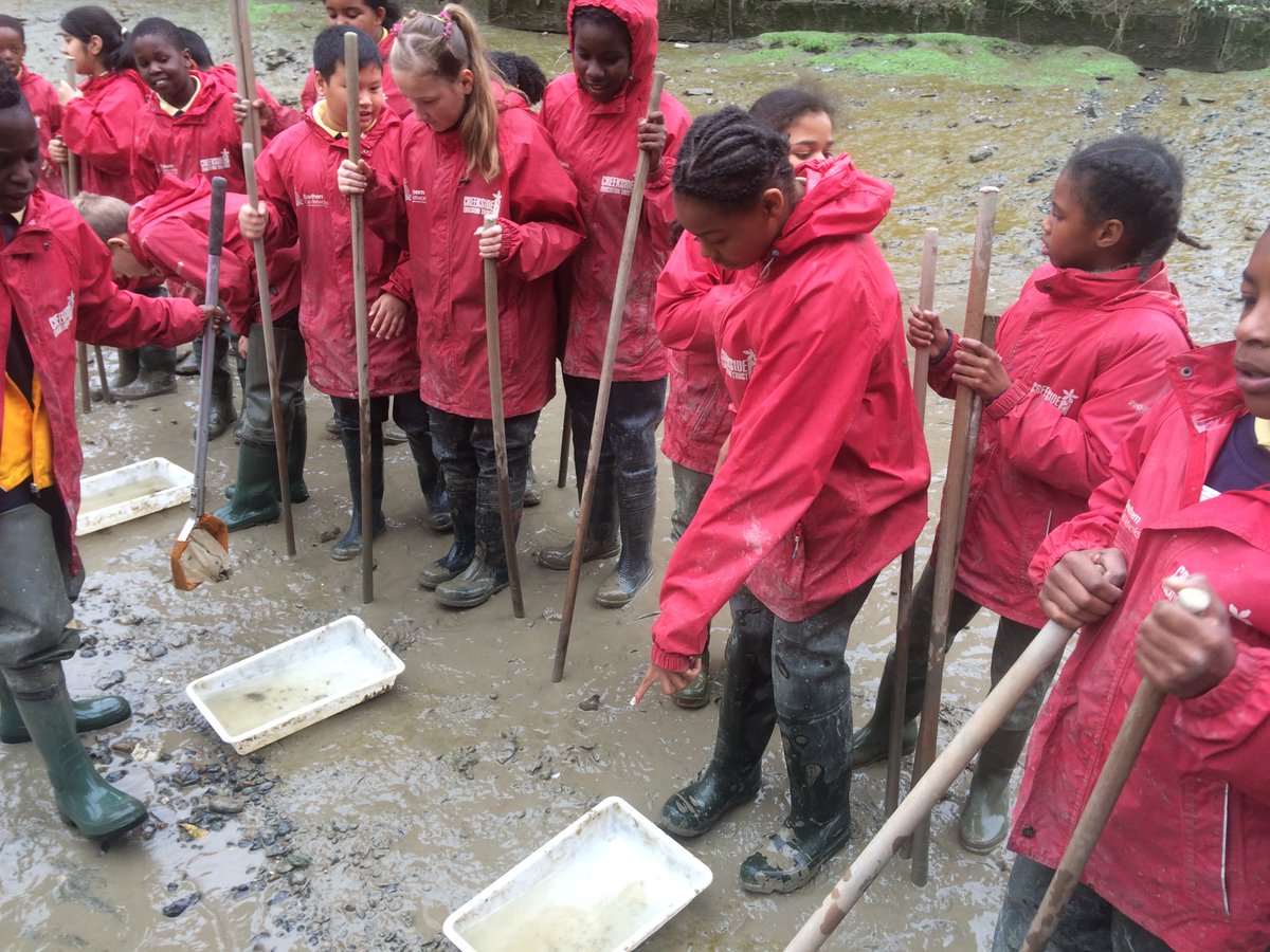 Adamsrill5Green's tweet photo. 6N's trip to Deptford Creek! Can you spot the Mitten Crab? https://t.co/9nIgStgZx0