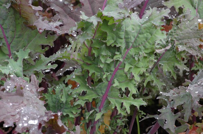 Got some Kale growing in the yard

#wintergarden <a href="/prepping/">Rosarie Daly</a>