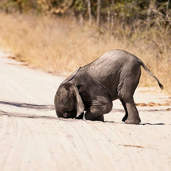 AnimalLulz's tweet photo. https://t.co/wafwSVijjj Head in the road? 
Via viskOne on imgur
#AnimalLulz #animal #animals #cute #kawaii #funny … https://t.co/EFGZhw9Ap6