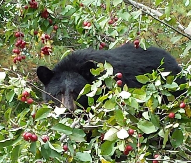 ok, nuff with the bear pics and back to work =) https://t.co/dMCgCaLVH1<a href="/tag/camgirls"class="tags"><span>#camgirls</span></a>