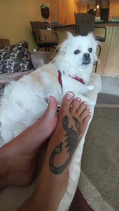 Fresh French pedi and my dog couldn't resist the photo op lol! https://t.co/uxTBq468iT<a href="/tag/i"class="tags"><span>#i</span></a>