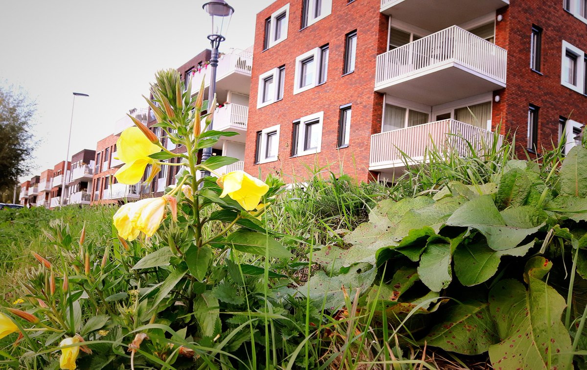 LeurseHaven's tweet photo. Mooie zonnige herfstmiddag. #leursehaven #leursedijk #herfstmiddag https://t.co/OVIksl5NNY