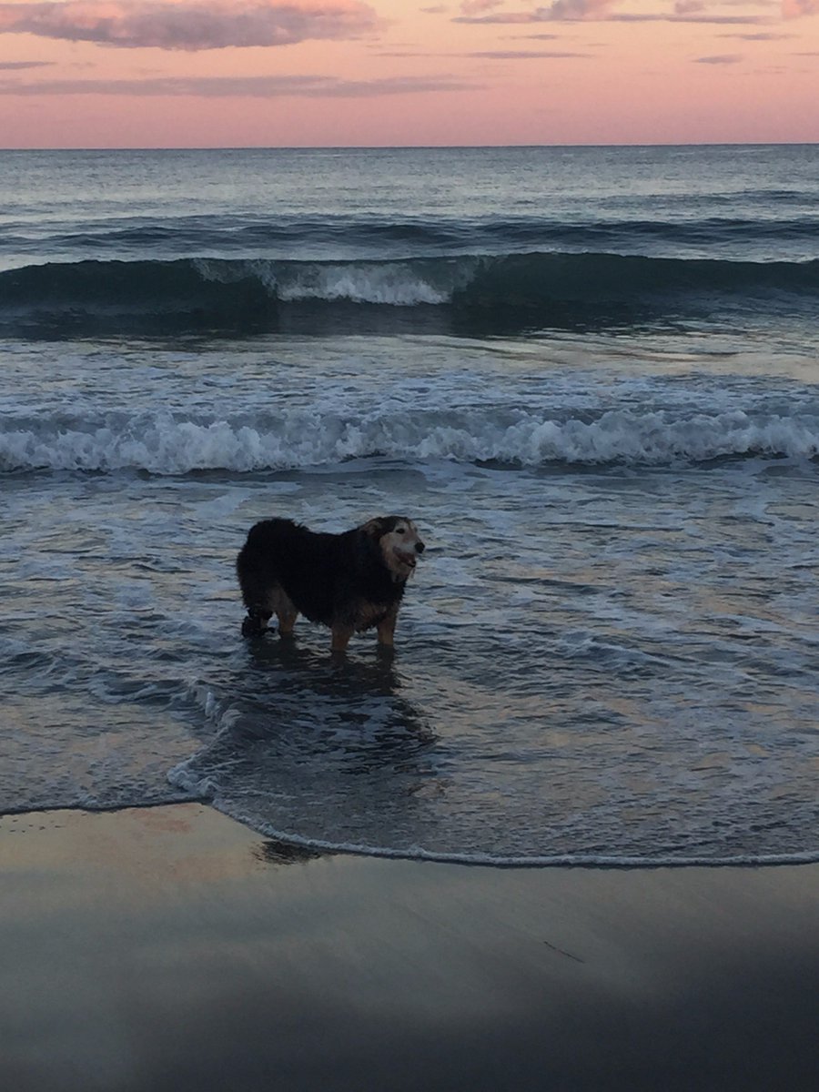 Bella enjoying the #beach in her #OrthoPets #tarsalbrace. #Achillesinjury #dogbrace #secondchances #animalorthotics #dogprosthetic