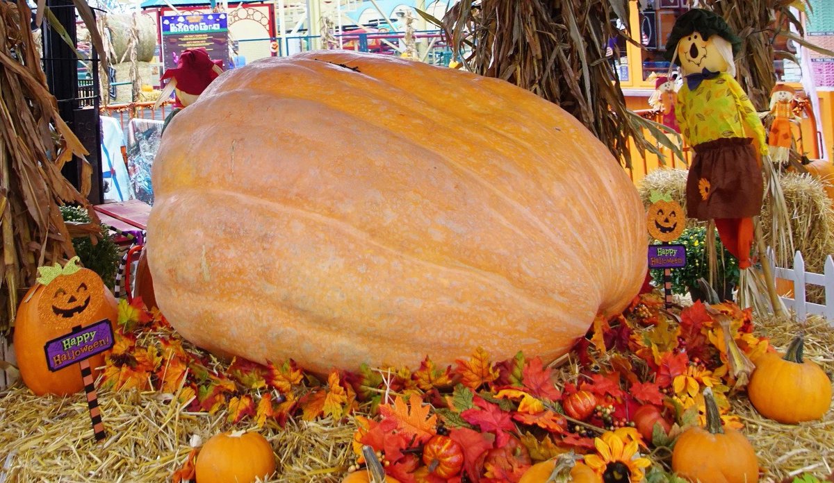 Luna Park in Coney Island tweet media