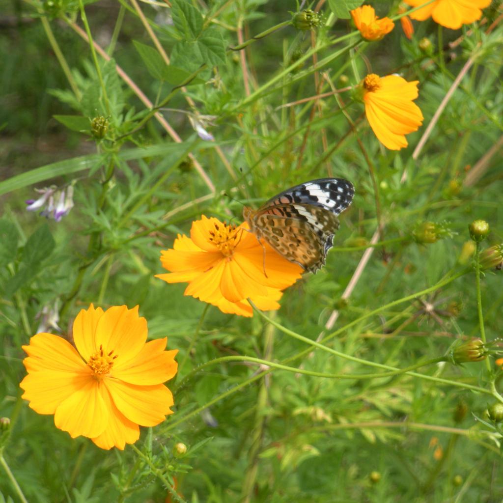 CodonoDesign_NZ's tweet photo. そおーっと捕まえられます。 Butterfly creek every where in Suki. #japan #suki #kobayashi #miyazaki #butterfly #codonodesign #須木 #小林市 #蝶 https://t.co/5kLZkPxQFc
