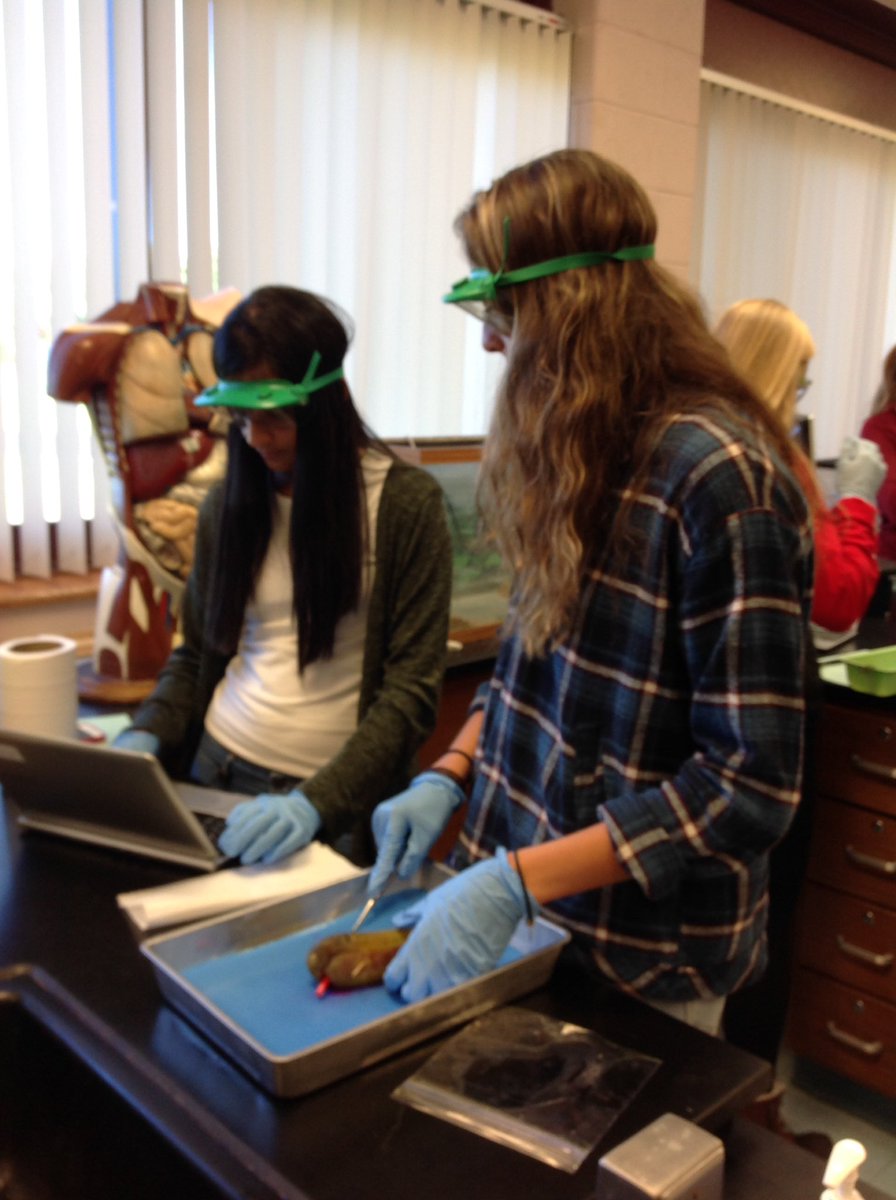 health_nbc's tweet photo. @NBC_science Repasy's Anatomy classes performing an autopsy on Mr. Dill Pickle! https://t.co/m4st8DlIGu