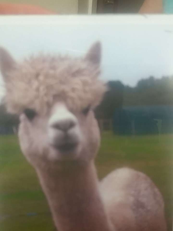 alpaca60's tweet photo. @podnosh hello I'm Balm, more news soon https://t.co/61SDneRENE