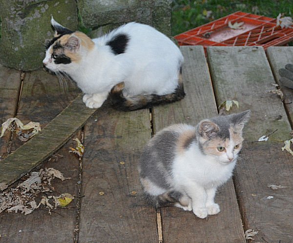 jarimmer's tweet photo. #FeralTuesday A pair of calicos https://t.co/UXlkpFliSM