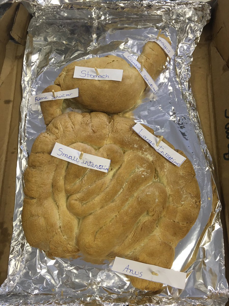 GreyCourtSci's tweet photo. Some brilliant digestive systems #year8 #gcscience https://t.co/SQDw2sf3XM