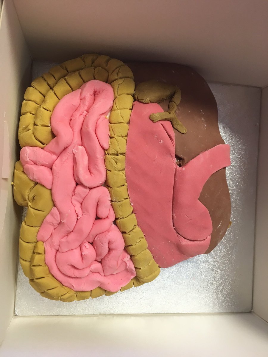 GreyCourtSci's tweet photo. Some brilliant digestive systems #year8 #gcscience https://t.co/SQDw2sf3XM