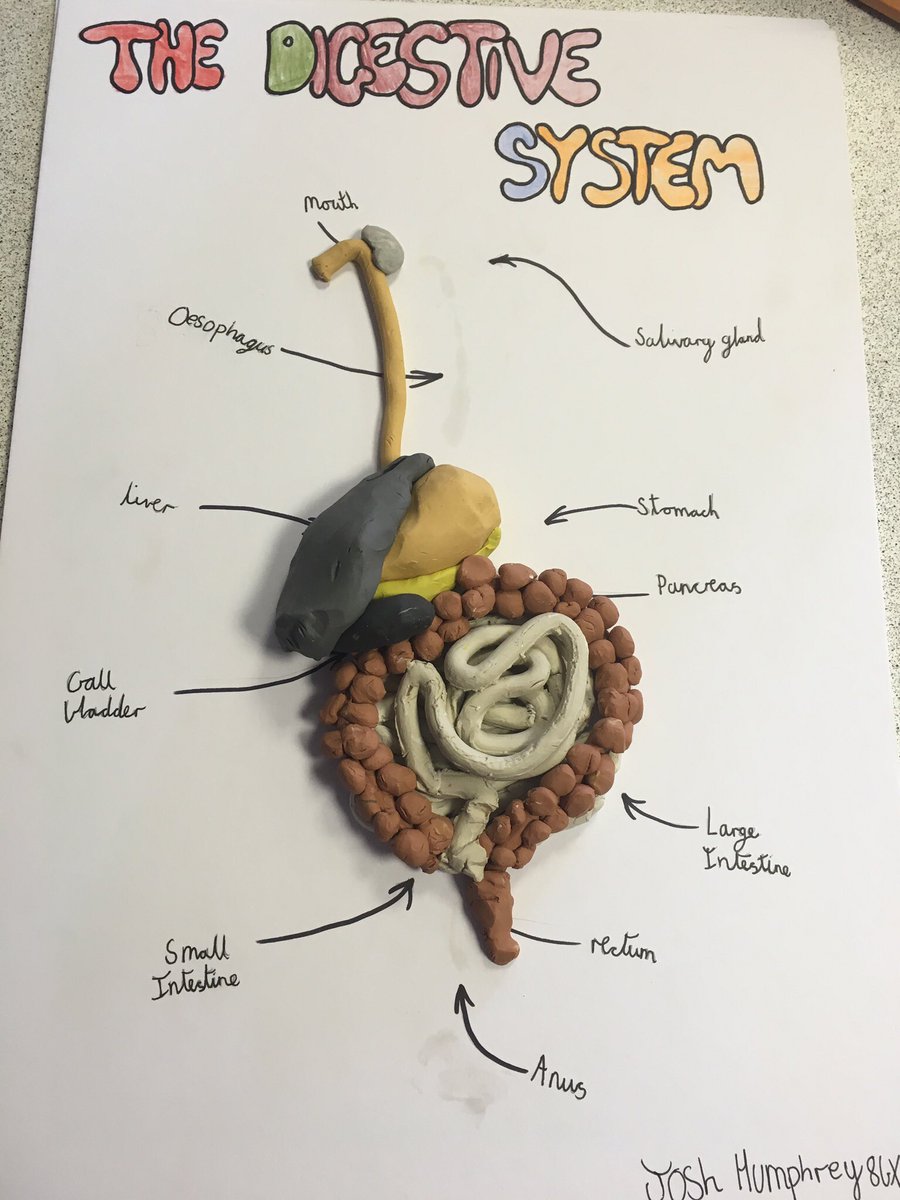 GreyCourtSci's tweet photo. Some brilliant digestive systems #year8 #gcscience https://t.co/SQDw2sf3XM