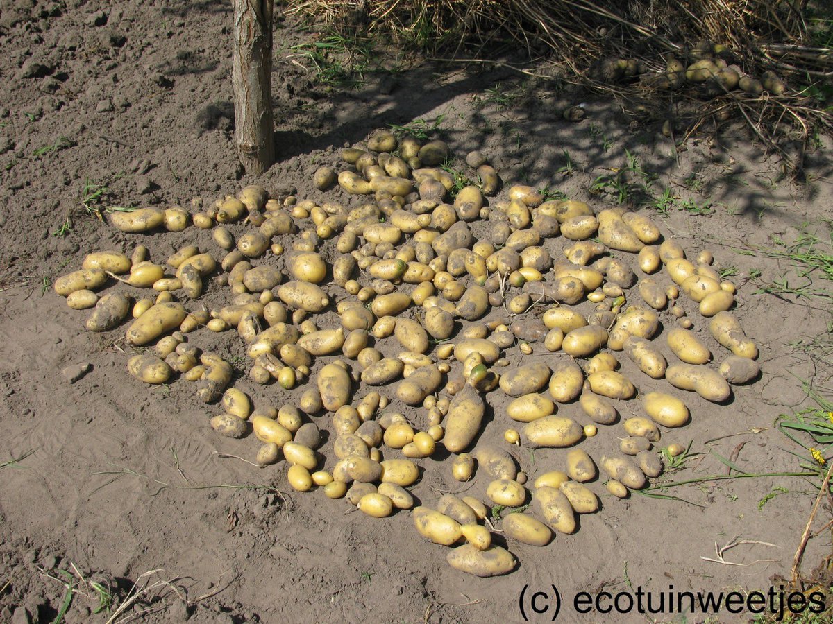 Ecotuintweetjes's tweet photo. Voor een programma over #hetgoeieleven van de patat, zetten we ons graag voor de buis op ons gat.
#ecotuin #frieslander https://t.co/W0l0tq0W0F