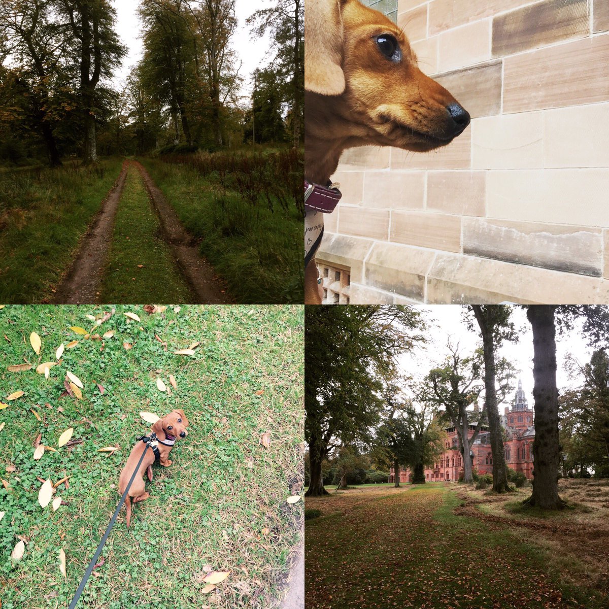 katiebute's tweet photo. It never gets old, great #autumn day @mountstuart today! Bravo to your staff too, so helpful!
#buteisbeautiful https://t.co/Uzn0RRccUR