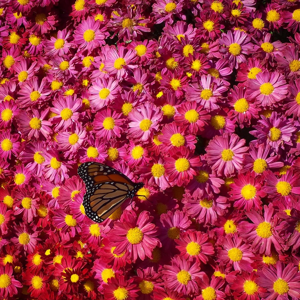 JenWhite327's tweet photo. Monarch butterfly stopped for a sip from a mum. @MonarchsJV #migration2016 https://t.co/hODMvRAxfZ