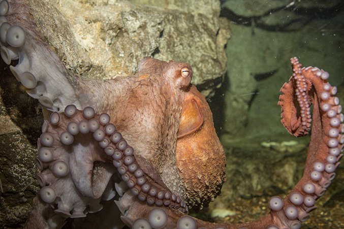 shedd_aquarium's tweet image. All octopuses (plus all cuttlefishes &amp;amp; some squids) are venomous, although only 1 Australian species is dangerous to humans. #CephalopodWeek