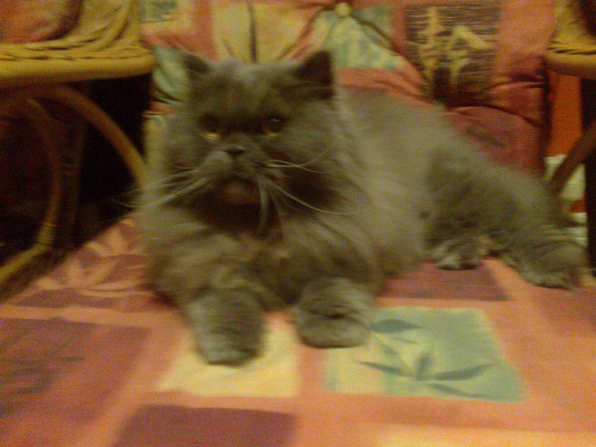 madamvanessa's tweet photo. This afternoon I had to say goodbye to my beautiful cat Rocco. I lost his mummy and daddy in the last year to old age #justdevastated https://t.co/SgmoFryeyU