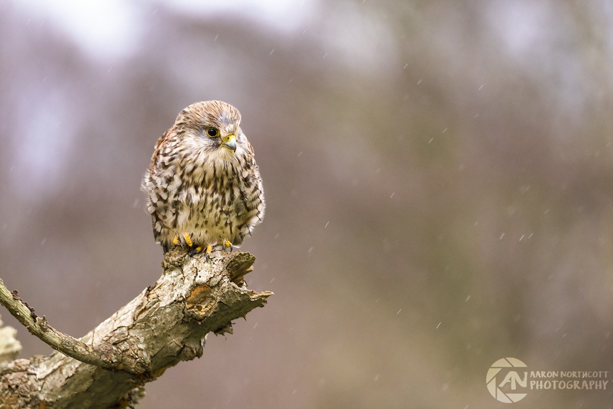 AaronNorthcott's tweet photo. This #Kestrel I photographed in the rain looks about as uncomfortable as I was - soaked, cold and in the middle of nowhere. #BritishWildlife https://t.co/BHuwx5UaL0