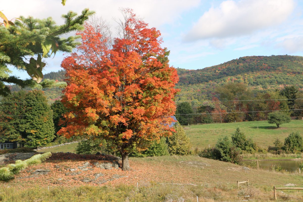 WoodchuckCider's tweet photo. Let's just say... #LoVermont, #FallinVermont, #FallisAWESOME, #Foliageseason, #FoliageonFire, #Tistheseason... any more? https://t.co/wBJ6mtoygs