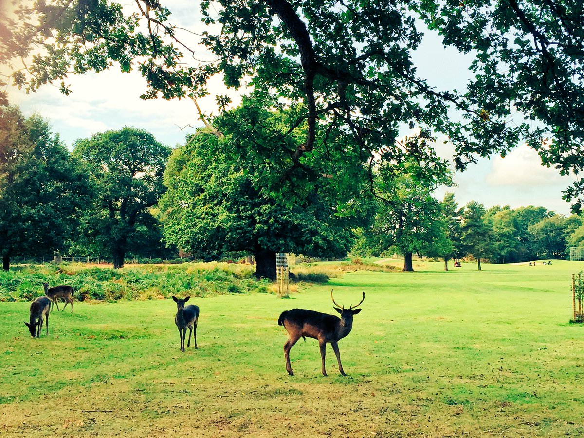The Deer Park on the back 9 of our Arden Course #unique #ardenmasters #clientgolfday <a href="/MarriottForestA/">Vulnerability</a>