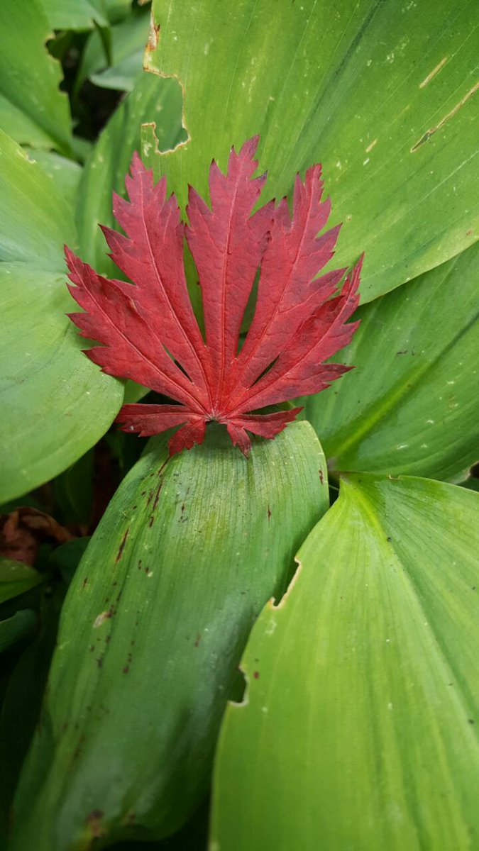 shahckt's tweet photo. At Queen Elizabeth Park #Vancouver @VancityBuzz #DHfall https://t.co/MuHXAX58K3