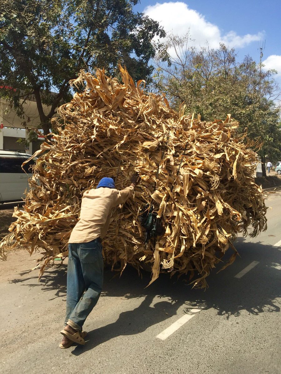 lesboyington's tweet photo. Taking crops of corn to market Tanzanian style! https://t.co/IwoXgjgDdW