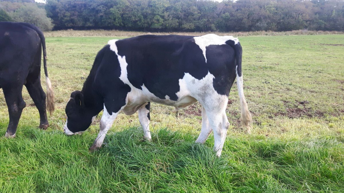 Forge_Genetics's tweet image. Cardiff is looking well!  EBI €291. Fertility EBI €164. 25kgs milk solids