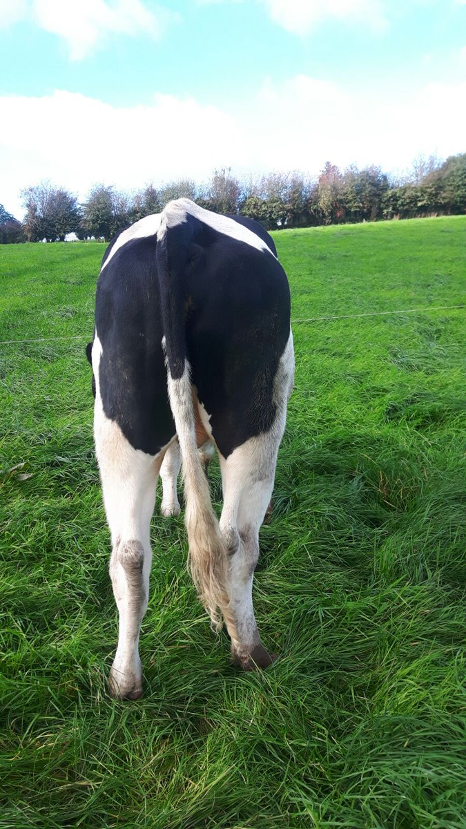 Forge_Genetics's tweet image. Cardiff is looking well!  EBI €291. Fertility EBI €164. 25kgs milk solids