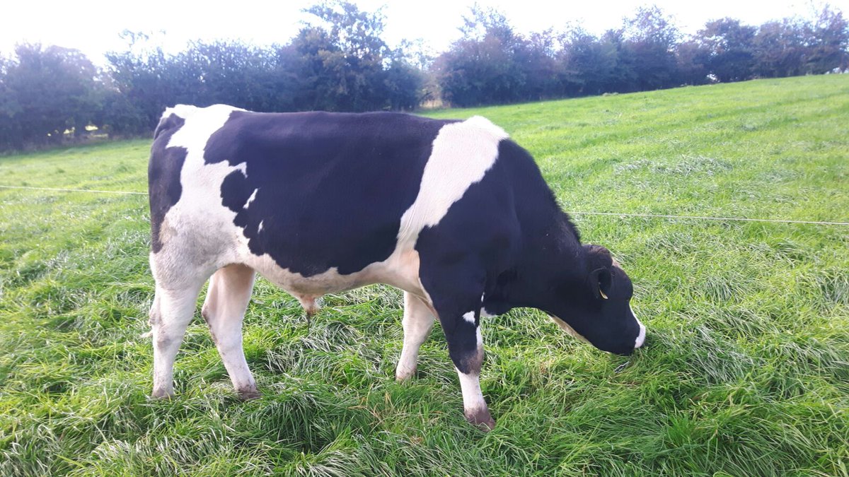 Forge_Genetics's tweet image. Cardiff is looking well!  EBI €291. Fertility EBI €164. 25kgs milk solids