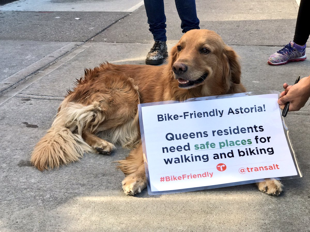 juaninQNS's tweet photo. .@transalt is in Astoria with Jebidiah the #BikeFriendlyAstoria mascot advocating for #bikeNYC #dogNYC #dogsoftwitter https://t.co/Yrm7Ar6Vfz