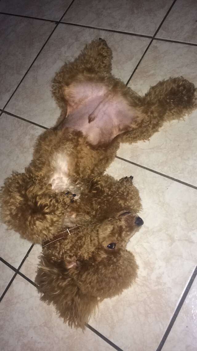 LizzyraZ's tweet photo. RICO QUE ES 🐶❤️ https://t.co/fOqNDSBtD6