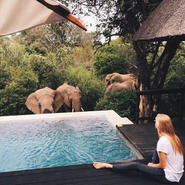 TikTonks's tweet image. Thailand 🐘😍
