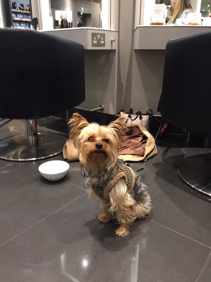 KennadysSalon's tweet photo. Poodle parlour comes to @KennadysSalon 
We had the pleasure of Alfie's company today. So cute and well behaved. #lapdog #yorkie https://t.co/vE34kbBZhQ
