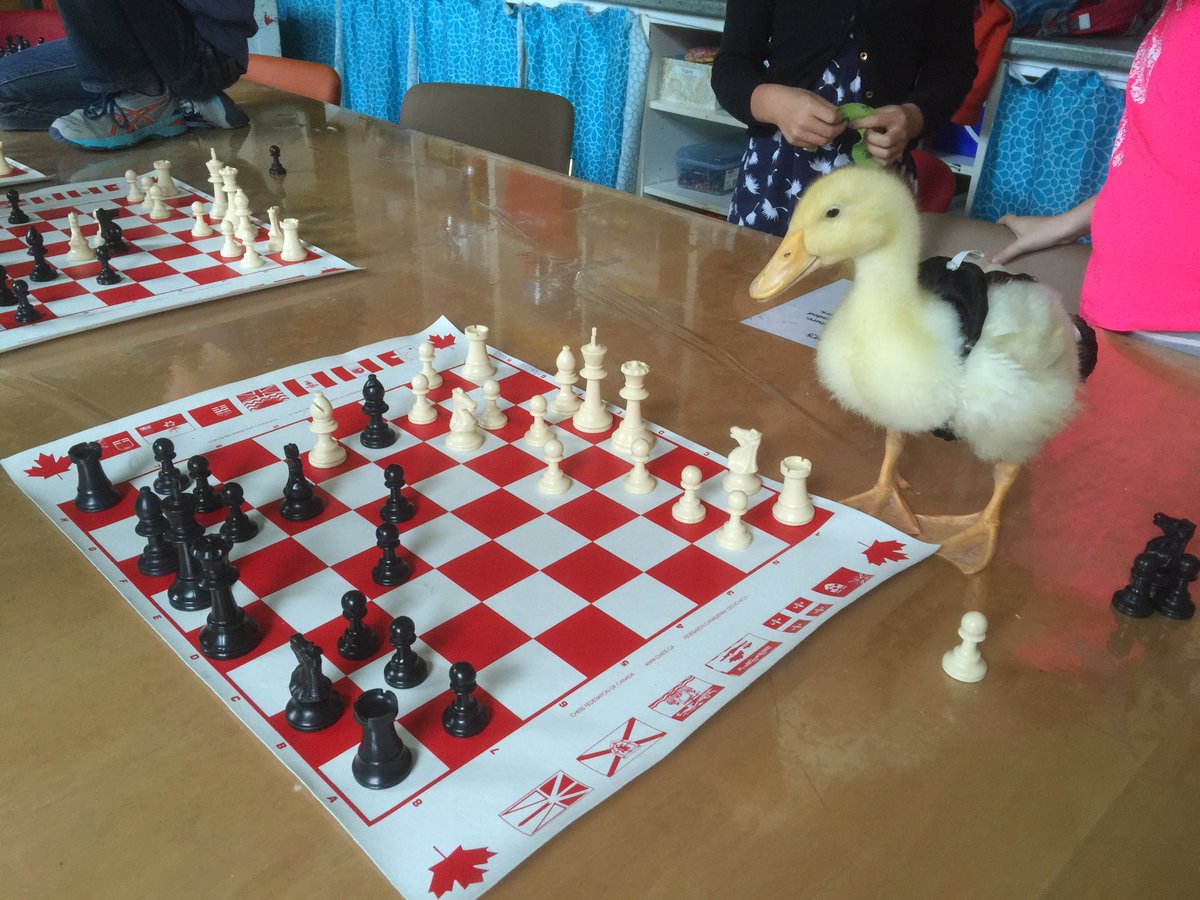 Spark Chess – A walking and Talking Duck