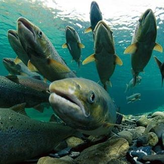 larahunting5's tweet photo. #fiching #salmon
read more : https://t.co/BHCFjYfVps https://t.co/V7MLgpx9Gt