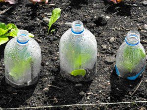 Agriculturers's tweet photo. Video: Mini Greenhouse
https://t.co/ABjbJFPPJN https://t.co/yT1oBmOjeX