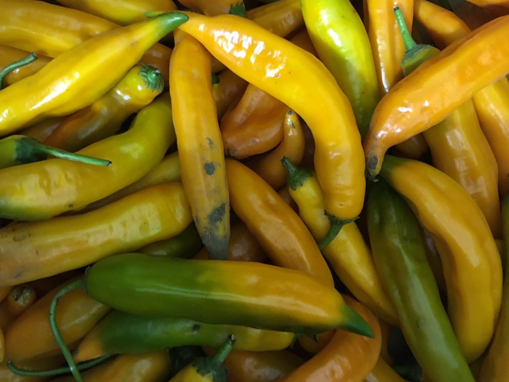 ScarboroughFarm's tweet photo. #ScarboroughFarms #locallygrown #aji Amarillo. Spoken for! https://t.co/4Kfd8fBU6R