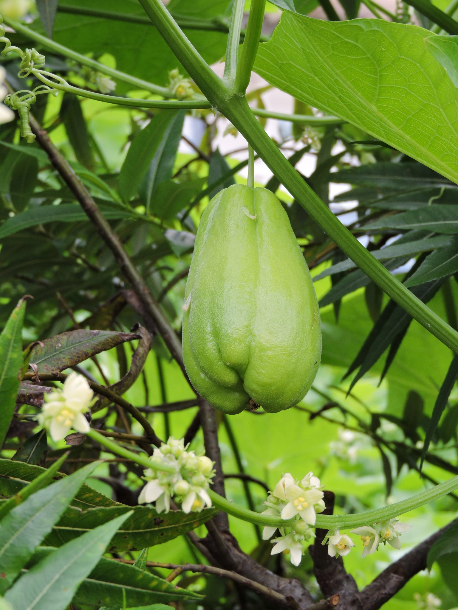 箱根山居のいろいろon Twitter 佛手瓜 Sechium Edule 这种瓜 1917年经鹿儿岛传入日本 因为以前把居住在古代日本九州南部萨摩 大隅 日向 现在的鹿儿岛县 宫崎县 的人称为隼人 因此在日本把这种瓜 叫做ハヤトウリ 隼人瓜 意思是隼人地方来的瓜 相模原的四季