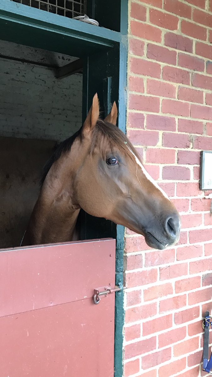 No Blue Sapphire for this boy. Straight to the Coolmore Stud Stakes #extremechoice <a href="/Racing/">Racing.com</a> <a href="/NewgateFarm/">Newgate</a>