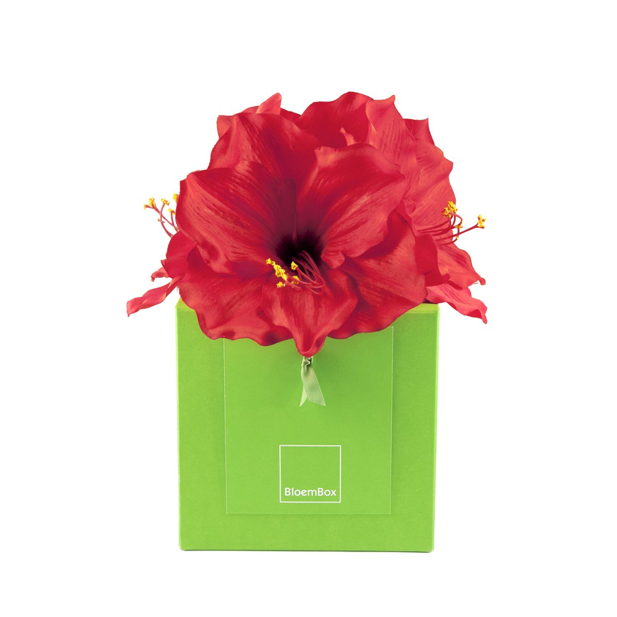 BloemBox's tweet photo. Time to pre-order your #Amaryllis for #holiday! Visit https://t.co/jBID1f4z83 to see our holiday selection. #GreenGifts #GiftsThatGrow https://t.co/9sPGd6OX5c