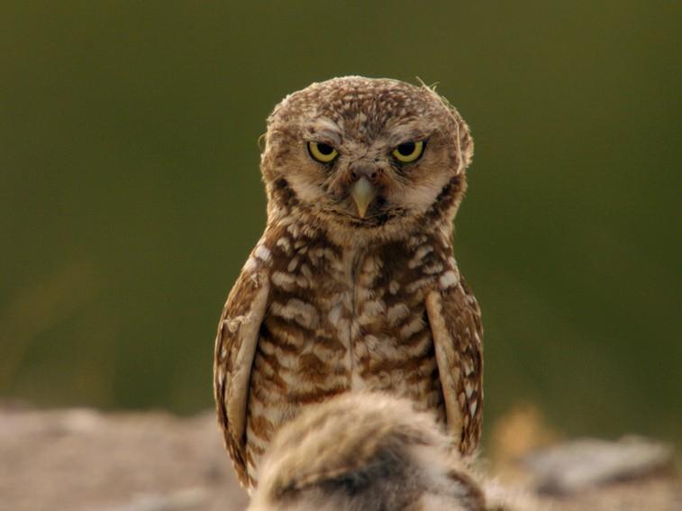 NatGeoAnimals's tweet photo. Unlike most of the owl family, burrowing owls nest and raise their chicks underground! #NationalParks 8/7c https://t.co/Mh9leIcmOz