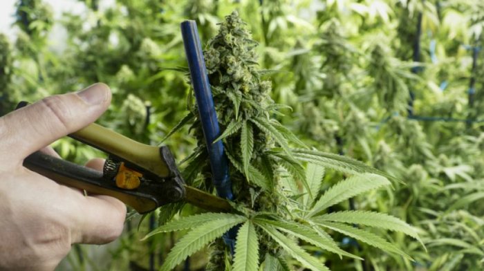 TCML_DIY_Sesh's tweet photo. 20 Small Business Ideas in the Growing Cannabis Industry https://t.co/ZhL2TtAt0n #TCMLDIYSesh #Cannabiz #CannabisBusiness #CannaCareers https://t.co/qCzTYph9or