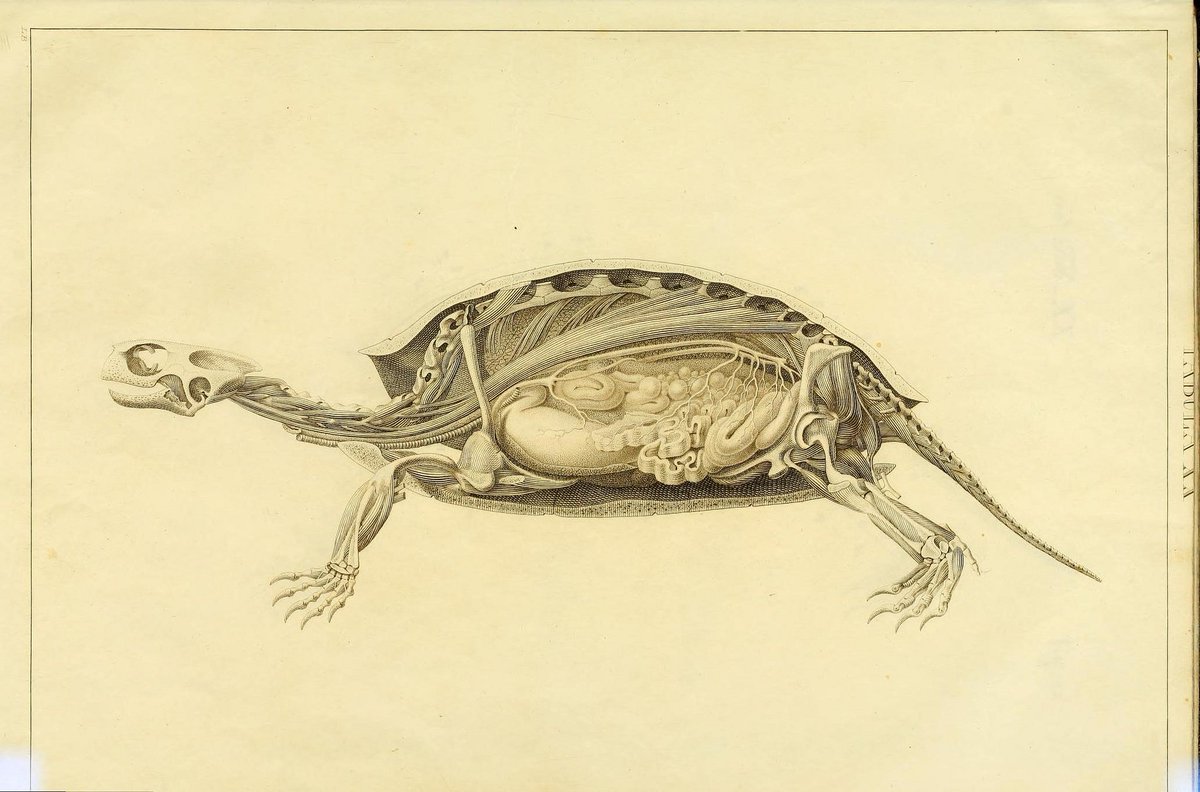 Строение панциря красноухой черепахи. Анатомия черепахи. Внутреннее строение сухопутной черепахи. Скелет черепахи анатомия. Скелет сухопутной черепахи.
